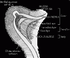 Epithelium
Superficial lamina propria
Intermediate layer lamina propria
Deep layer lamina propria
Conus elasticus
Vocalis muscle