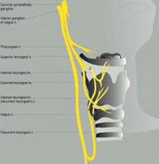 Superior laryngeal nerve 

Recurrent laryngeal nerve