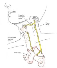 where do the recurrent laryngeal nerve wrap around and in what direction?