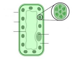Label this leaf palisade cell.