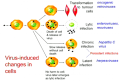 1. Lytic infection
2. Chronic infection (virus replicates in cell without ever killing it)
3. Latent infections (just sit inside the cell for years and years and then emerge)
4. Transformation to tumour cells.