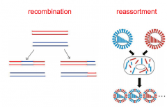 • recombination (exchange of stretches of nucleic acidbetween genomes of similar sequence - esp. DNA viruses) 
• reassortment (swapping of segments for viruses thathave segmented genomes)