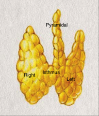 cause the thyroid drops in a little to the left (look at the pyrimidal lobe)
