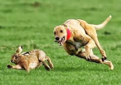 run with the hare and hunt with the hounds