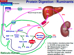 True protein (AA) go to RUP or RDP 
-RUP becomes metabolizable protein in intestines 
-RDP is digested to AA -> CO2+ VFA's  or -> portal vien to liver and converted to urea 
or microbial protein