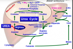 -Begins in the mitochondria (NH4) 
- Ornithine is converted to citruline with the addition of carbamoyl phosphate (omithine transcarbomylase)
-Citruline -> Argino succinate with addition of aspartate and ATP (out of mitochondria) 
-Arginio succina...
