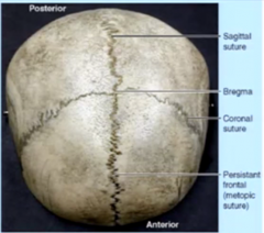 the bregma marking the intersection of the saggital and coronal sutures