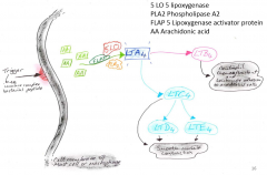 AA within cell wall
PLA2 and trigger activates and releases AA
FLAP = 5 lipooxygenase activator protein
