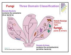 Domain eucarya.
protozoa, algae, fungi, plants and animals (all but bacteria really)