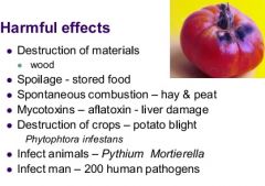 Wood
Food
Fire - hay and peat
Liver damage - aflatoxin, mycotoxins
infection of humans and animals