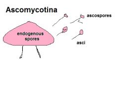 Ascomycetes: which produce endogenous spores called ascospores in cells called asci