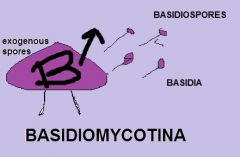 Basidiomycetes: which produce exogenous spores called basidiospores in cells called basidia.