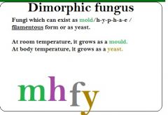 Fungi which can exist as mould, hyphae, filamentous and yeast.

Room temperature - mould/hyphae
body - yeast