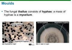 The mycelium makes up the thallus, or undifferentiated body, of a typical fungus. It may be microscopic in size or developed into visible structures,