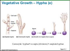1. Septate hypha
2. Coenocytic hypha