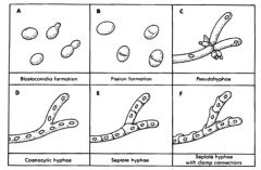 are multi-cellular fungi which reproduce asexually and/or sexually. These filamentous structures cross walls.