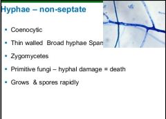 ZYGOMYCETES

*Thin walled Broad hyphae Sparse septa