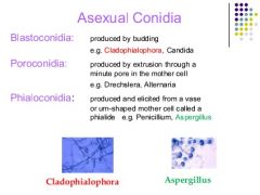 asexually produced spores that are borne externally via budding