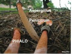 ASPERGILLUS
PENICILIUM