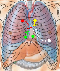 name the auscultation sites
