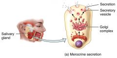 Merocrine secretion is the most common. The gland releases its product by exocytosis and no part of the gland is lost or damaged .