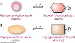 Fasted state 












•Glycogen phosphorylase a (active) is
activated by phosphorylation

•Glycogen synthase D (b) is inactivated by
phosphorylation







           GP
and GS are simultaneously regulated ...