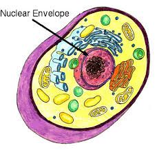 Nuclear membrane/Envelope