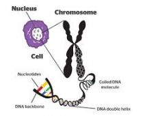 Chromosome/
Chromatin