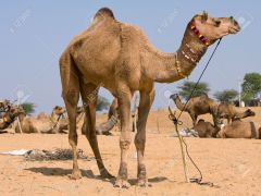 camel