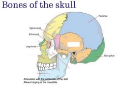 Name the following facial bones