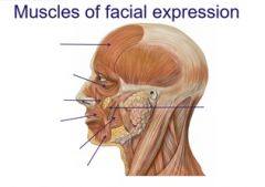 Name the following muscles of facial expression