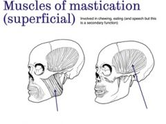 Label the superficial muscles of mastication