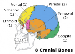 8 bones; 1 frontal bone, 1, occipital bone, 1 sphenoid bone, 1, ethmoid bone, 2 parietal bones, 2 temporal bones