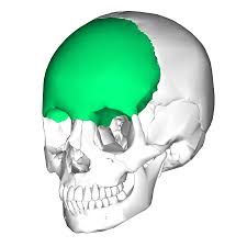 makes up  the forehead and superoanterior part of the cranium.