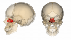 Located in the midline, posteromedial to the eye socket