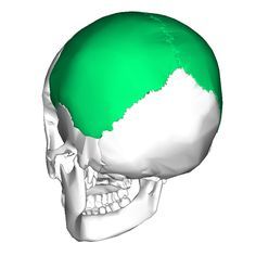 Located posterior to the frontal bone and make up the superolateral aspects of the skull