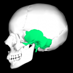 Located inferior to the parietal bones and make up the inferolateral aspects of the skull.