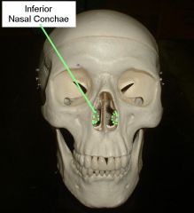 small bones found in the nasal cavity