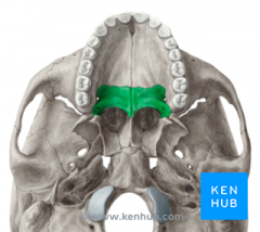 Form the posterior part of the hard palate