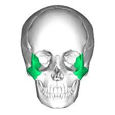 form the cheek bones and join the temporal and maxillary bones