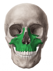 Makes up the bulk of the facial skeleton and from the anterior part of the hard palate