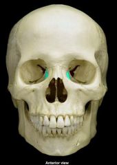 small bones in the inferomedial aspect of the eye socket