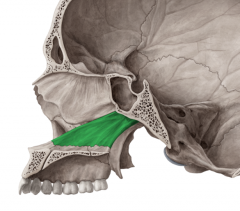 a small bone in the inferior nasal cavity
