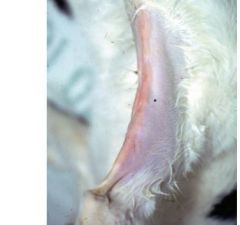 A cat has a well circumscribed, raised, yellow-pink linear lesion on his caudal thigh.



What is it?
