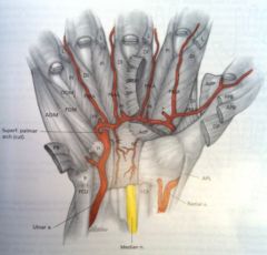From deep branch ulna artery. Runs deep to flexor tendons on Palmar interossi. 
? supplies dorsal surface of finger. 