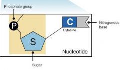 A deoxyribose sugar, a phosphate group, and a nitrogenous base.
