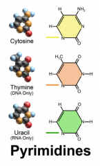 Thymine, cytosine, and uracil. 