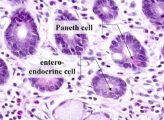 - Enteroendocrine cells - secretory granules are basally located because they secrete into the bloodstream
- Paneth cells - secretory granules in are apically located because they secrete into the lumen of the gut