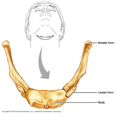 U-shaped bone superior to the thyroid cartilage and inferior to the chin


 


Parts - body, greater horn, lesser horn  


 


It does not articulate with any other bones. 


 


It is anchored in place by the suprahyoid and infra...
