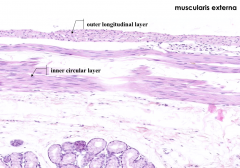 - Inner circular layer of smooth muscle
- Outer longitudinal layer of smooth muscle